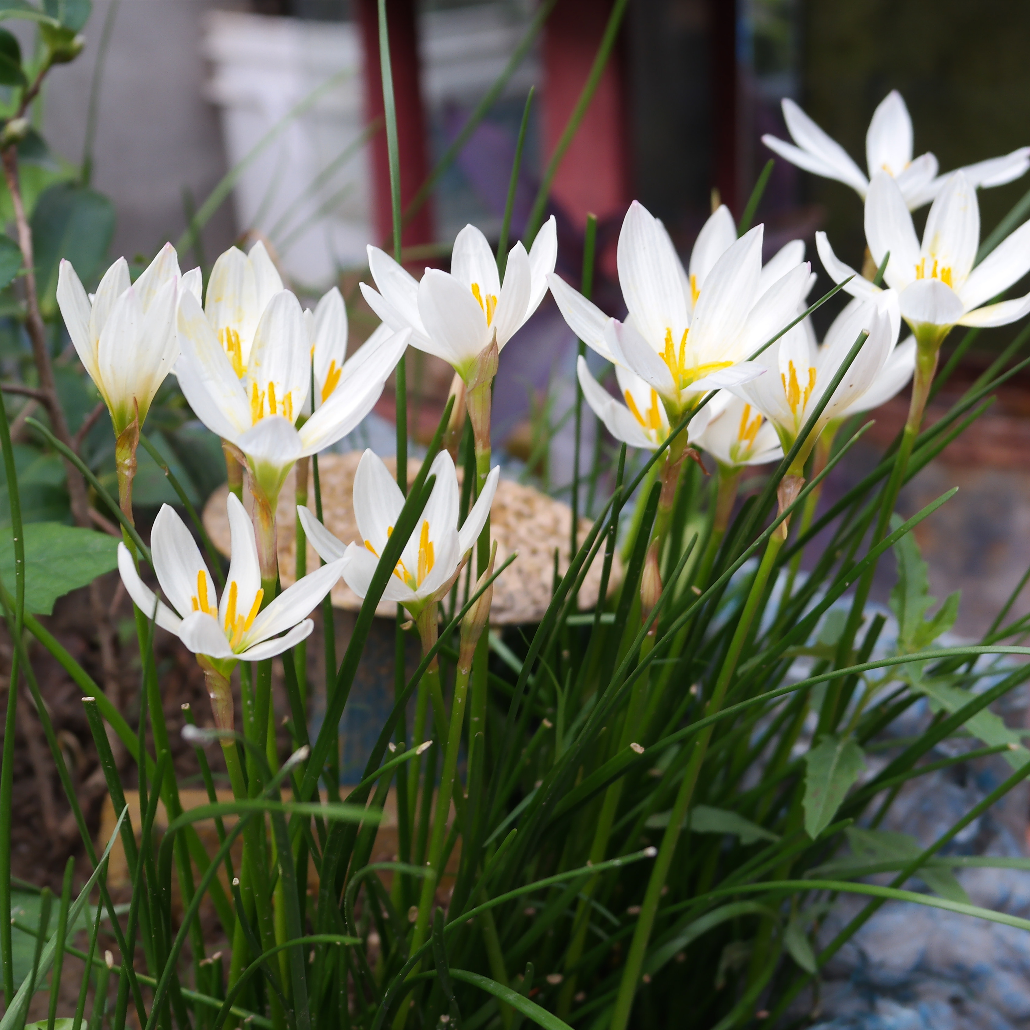 多年生花草葱莲地被植物葱兰盆栽花矮生花苗四季易种易活常绿花卉