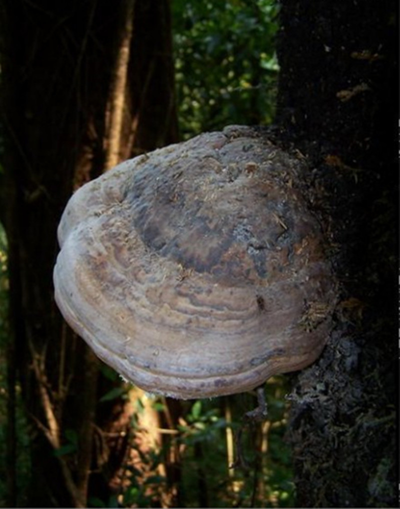 树舌平盖灵芝中药材野生大灵整枝灵芝