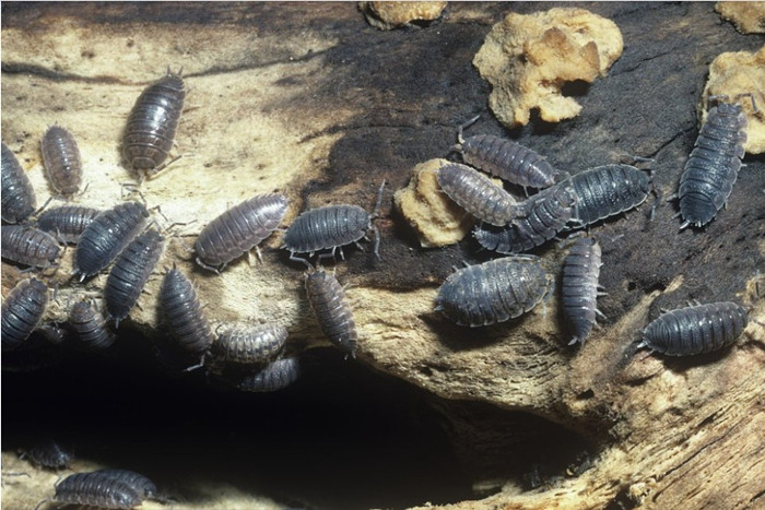 鼠妇中药材潮虫地虱鼠负鼠姑生虫250克干净无碎其他药食同源食品