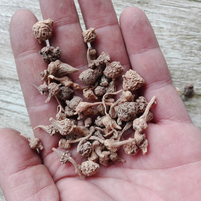 中药材珠儿珠子扣子500g生晒原料其他药食同源食品