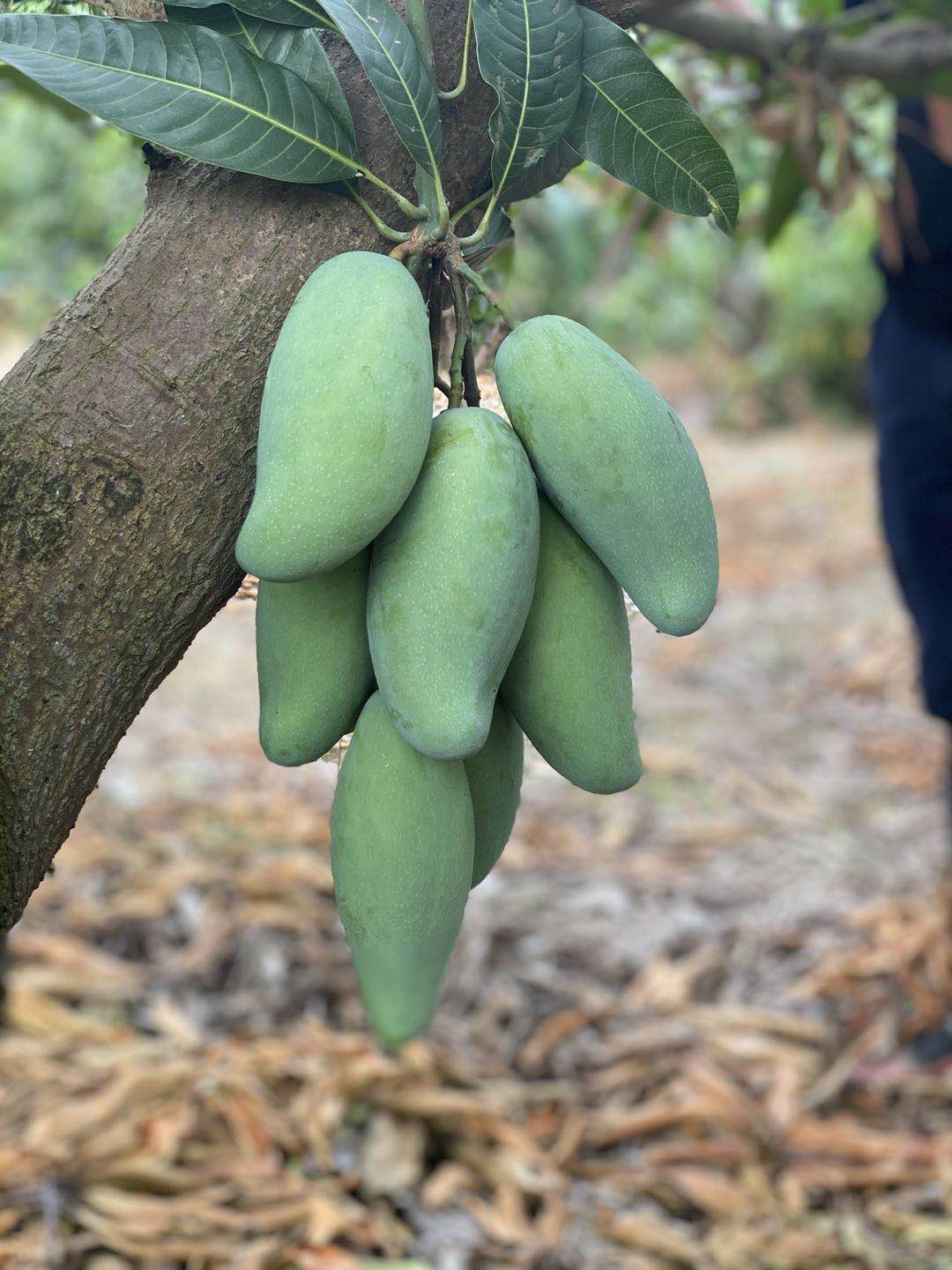 菜菜海鲜产地地直广西田东芒果8.5斤中通包邮芒果