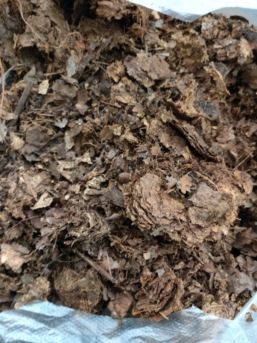 树叶包邮长白山腐熟橡树君子兰土微植物通用蓝莓介质