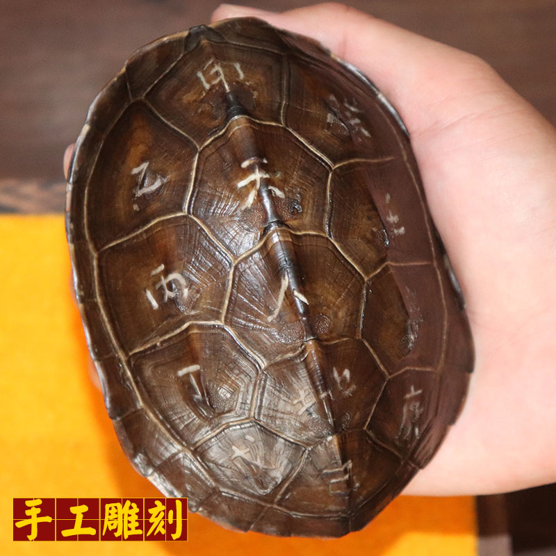 手工刻字天然真乌龟壳六爻占卦镇宅辟邪招财风水文玩把玩风水把件