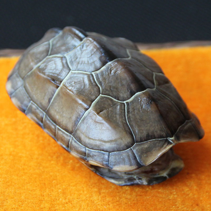 富甲天下天然文玩真龟壳招财辟邪把玩盘玩手把件礼物装饰风水摆件