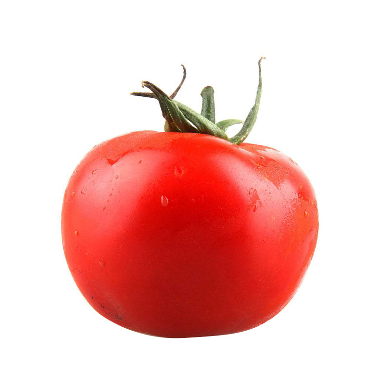 寿光菜博会番茄树种子树番茄种籽西红柿蔬菜种孑8000果温室四季种