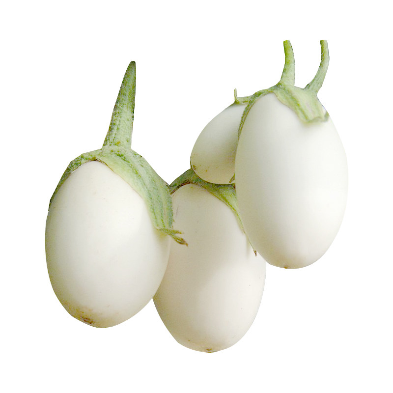 白茄子茄白蔬菜观赏盆栽室内四季蛋茄鸡蛋长茄家庭园艺种子