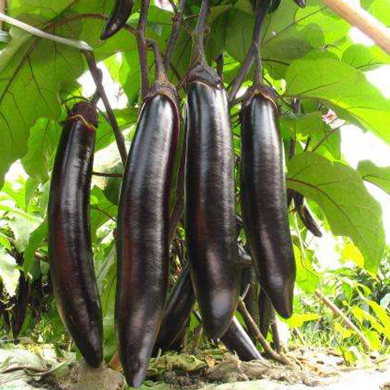 茄子种籽黑紫色日本黑贵人长茄种子进口紫萼黑长茄子春季四季种植