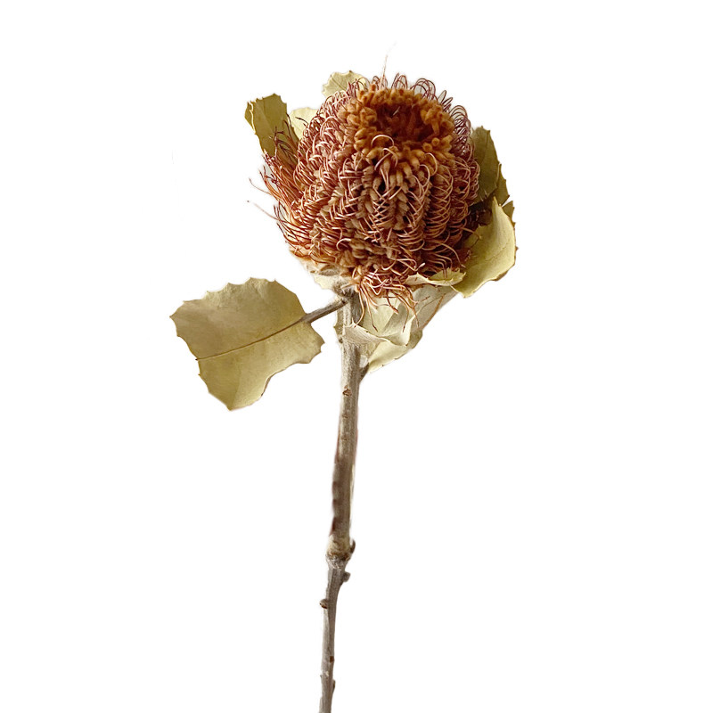 wulihome班克玉米佛塔干花插花艺术花束diy装饰拍照干花