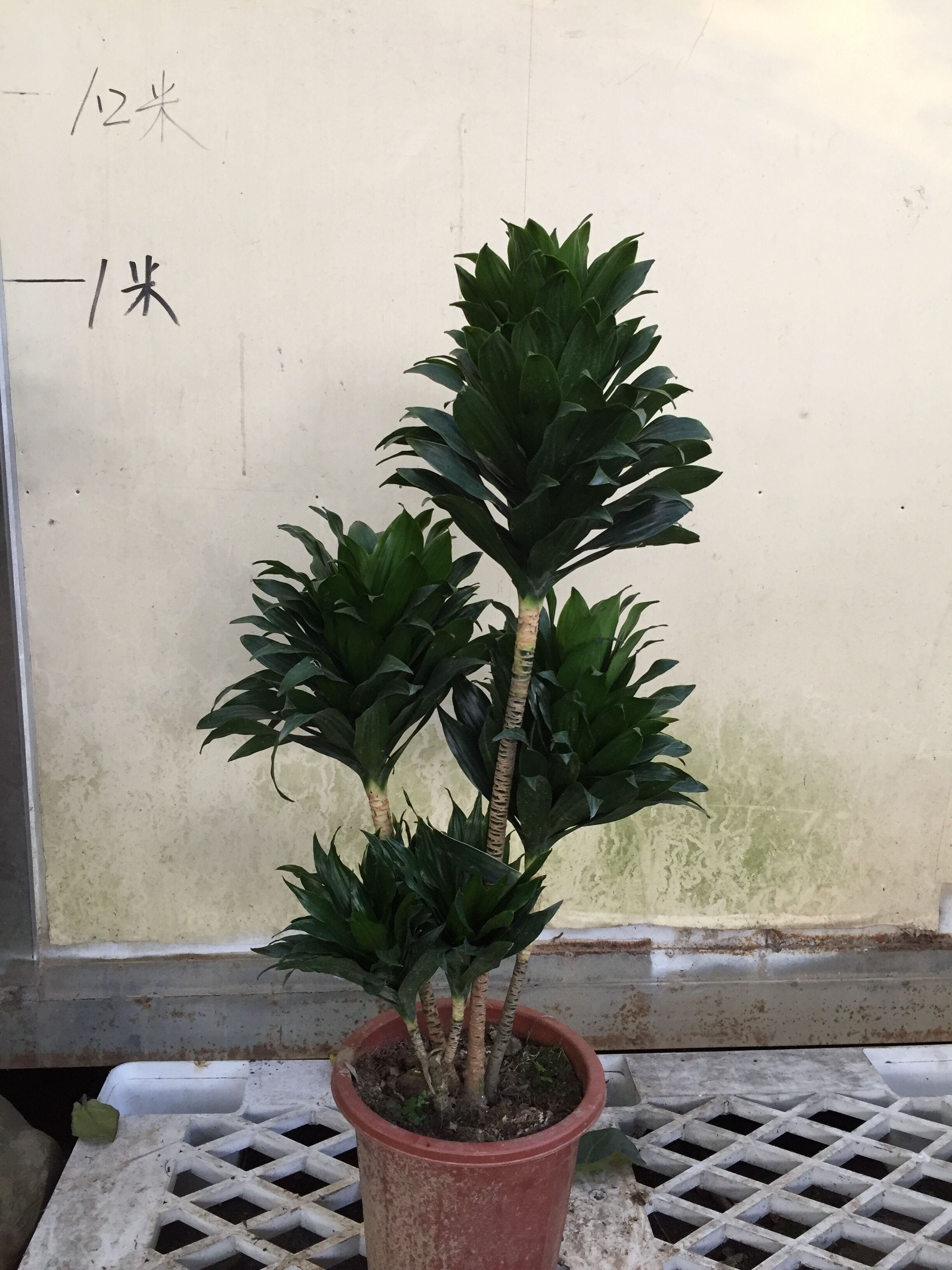 太阳神绿植怎样造型图片