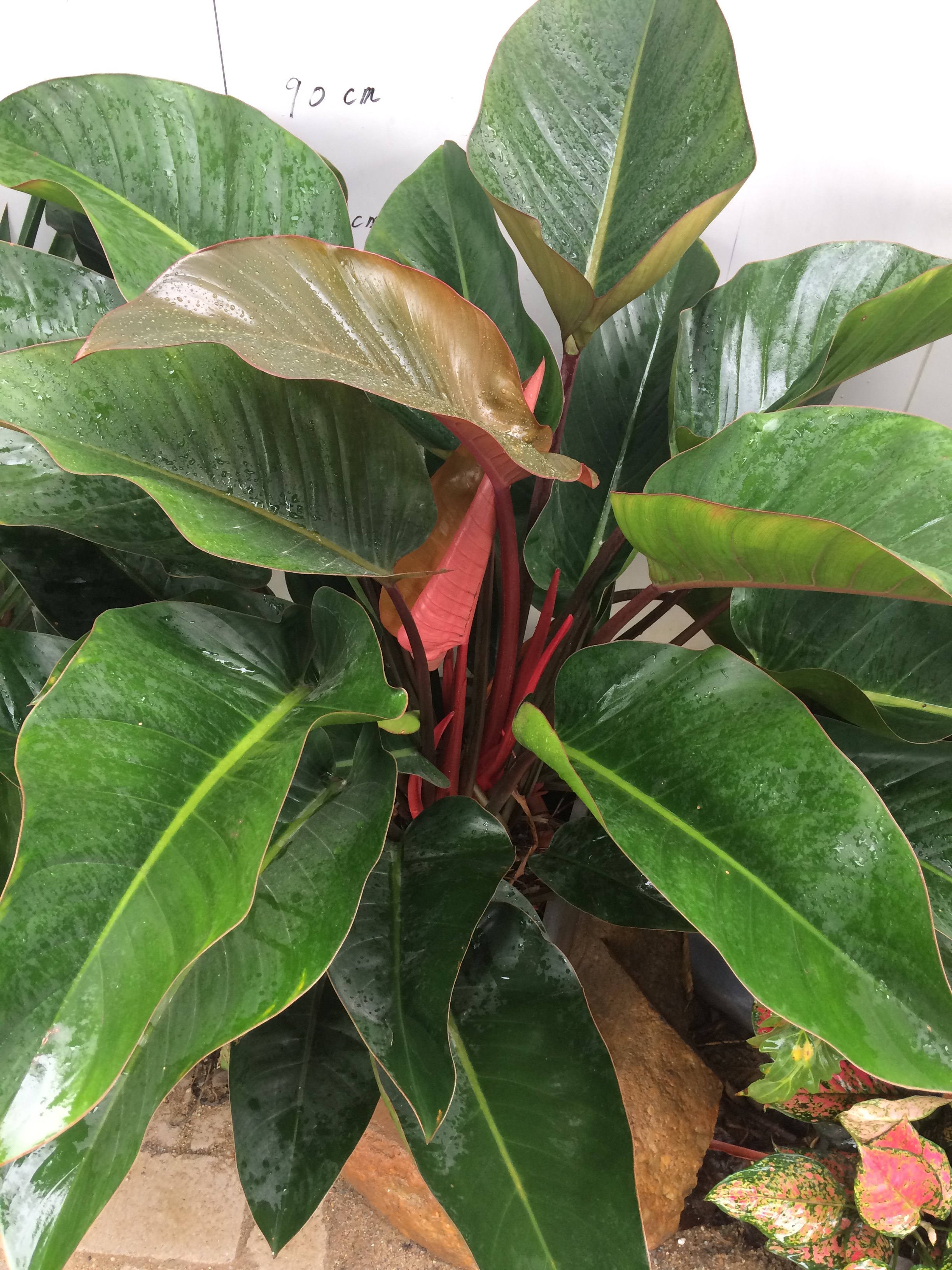 琼阳园艺大叶红钻宝石绿巨人绿植盆栽室内