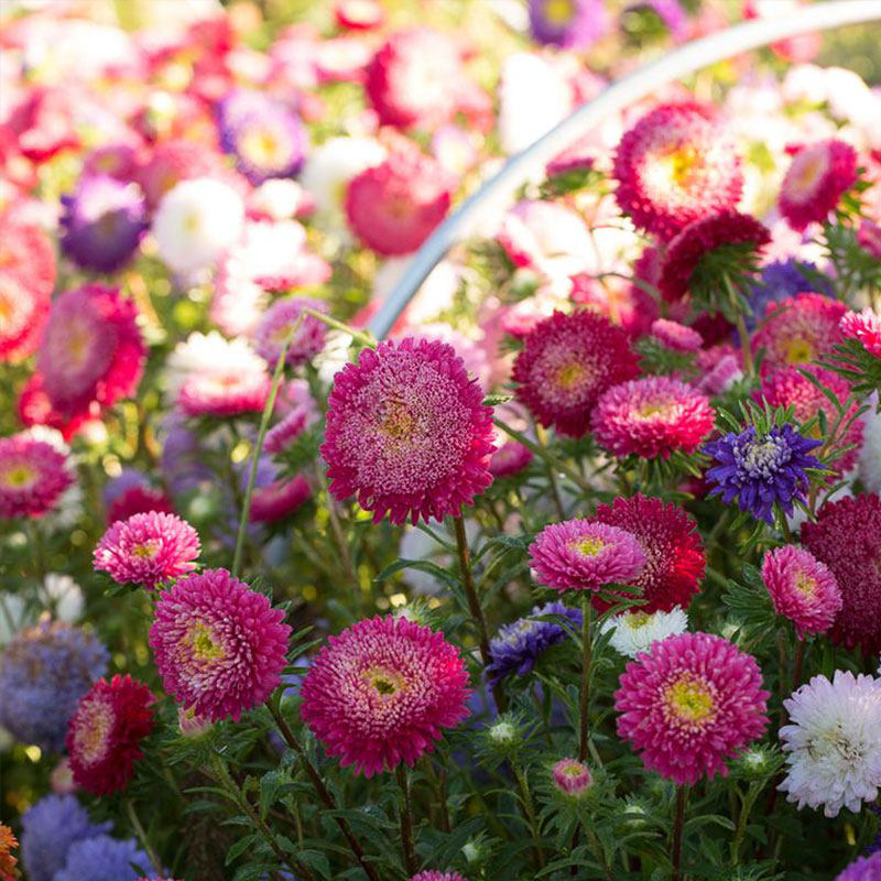 翠菊种子江西腊七月蓝菊花籽可切花庭院花镜室内外阳台盆栽春秋播
