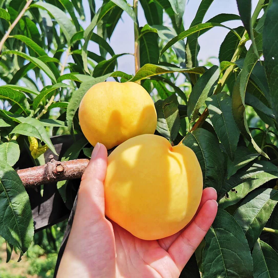 山东蒙阴黄桃新鲜水果当季现摘特级大果黄金蜜桃子5斤整箱装