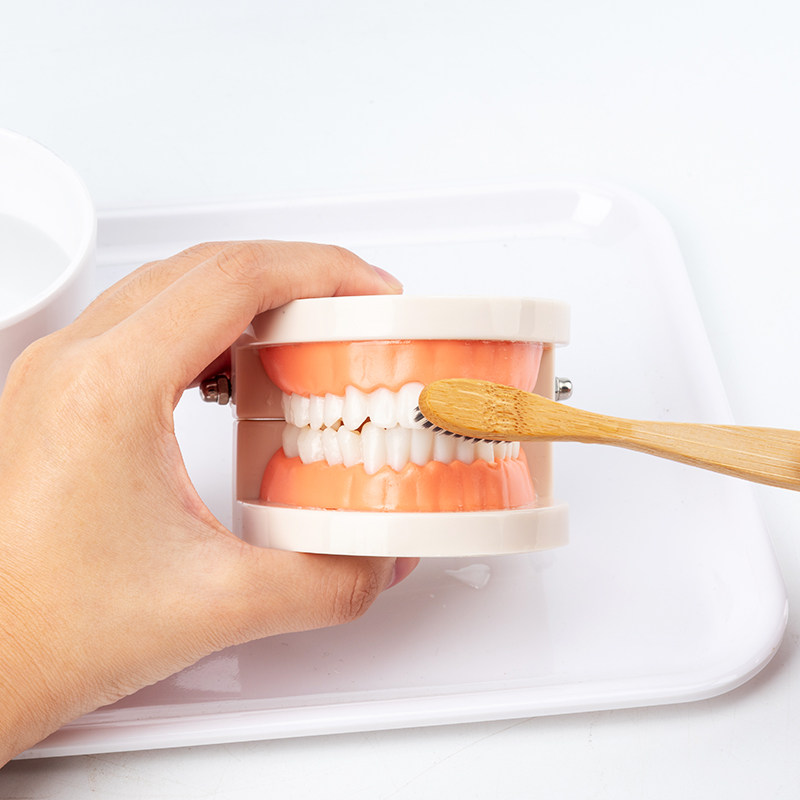 牙齿蒙氏日常生活教具幼儿园假牙模型认识刷牙练习早教教具