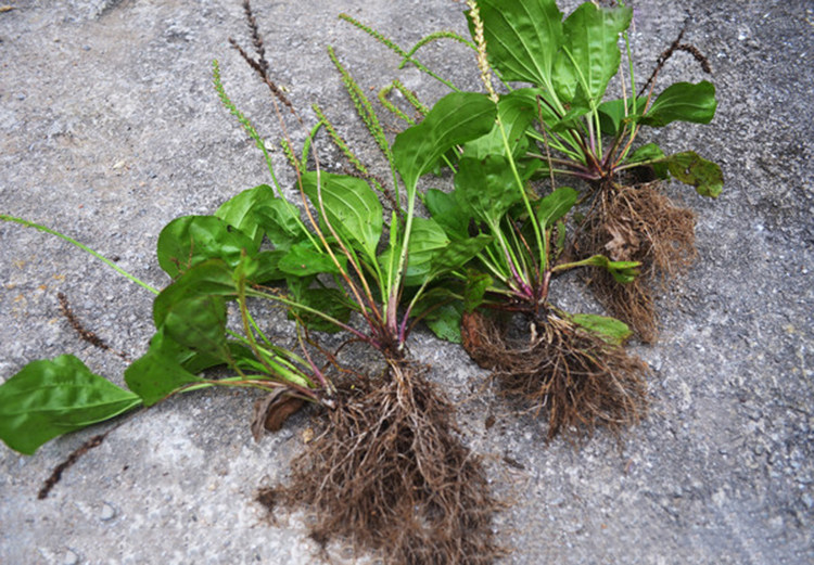 野生新鲜晒干车前草降酸干货车轮菜整养生凉茶其他药食同源食品