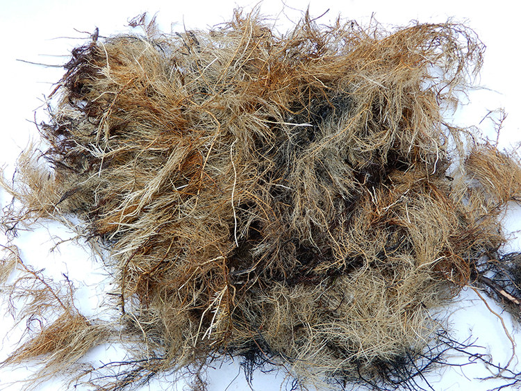 柳树中药材树根杨柳水柳红龙青龙正品根须包邮其他药食同源食品