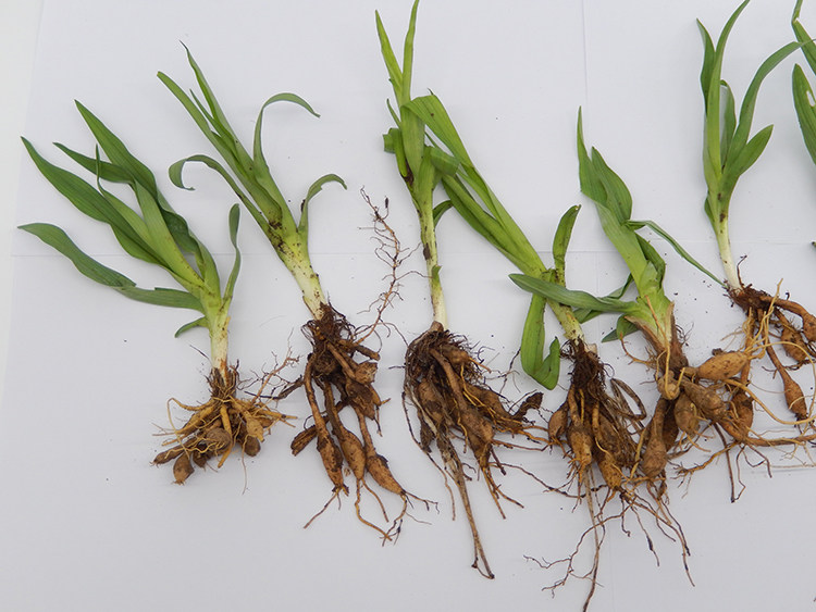 菜苗种植野生草苗忘忧草忘忧金针菜金针根苗多年生宿根