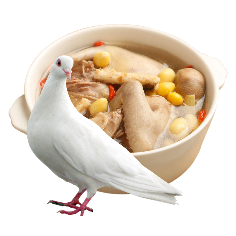 顺丰空运老鸽3只鸽子肉散养精品老鸽子真乳鸽肉新鲜活体现杀包邮