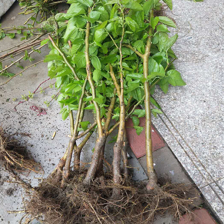 桑树树苗桑葚食用四季苗果桑苗果树盆栽养蚕果树