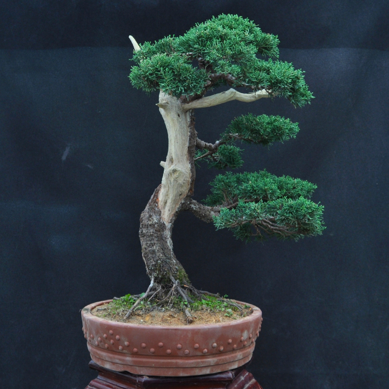千木系鱼川真柏盆栽 精品济州真柏盆景植物 中大型精美真柏树实拍