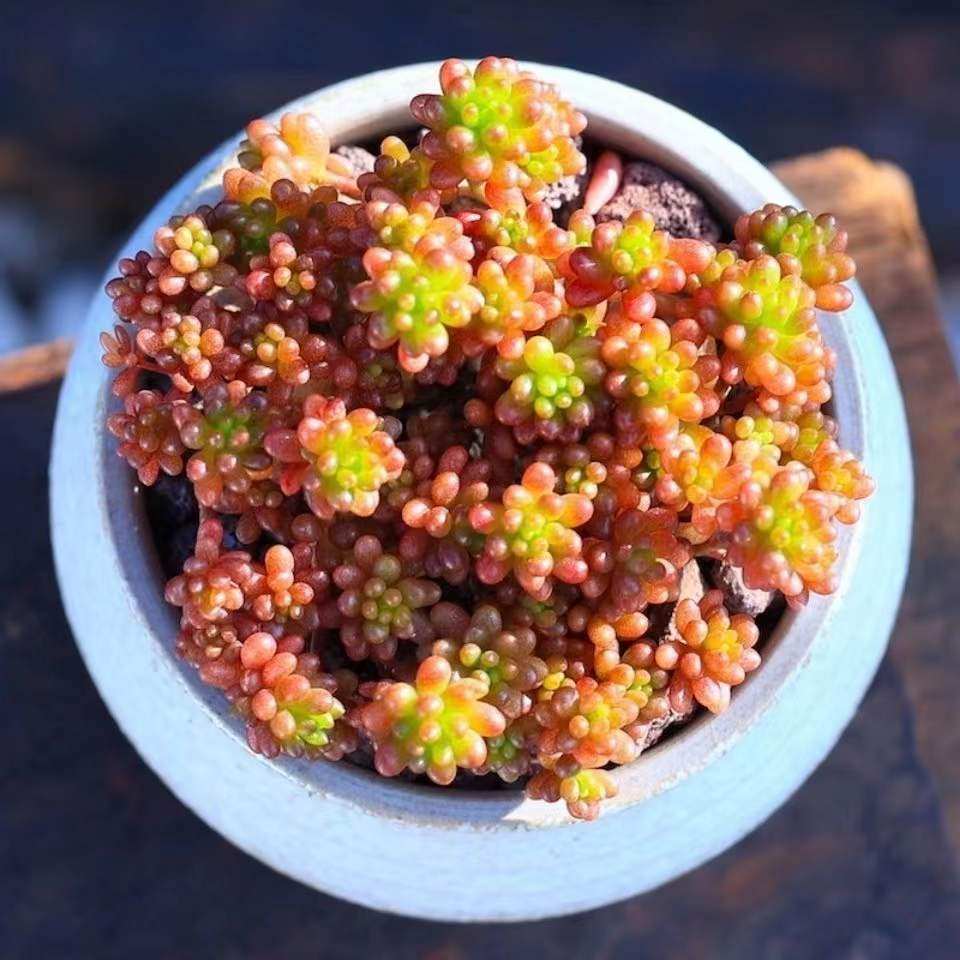 多肉植物老桩群生多头浆果萌系可爱爆盆好养多肉植物