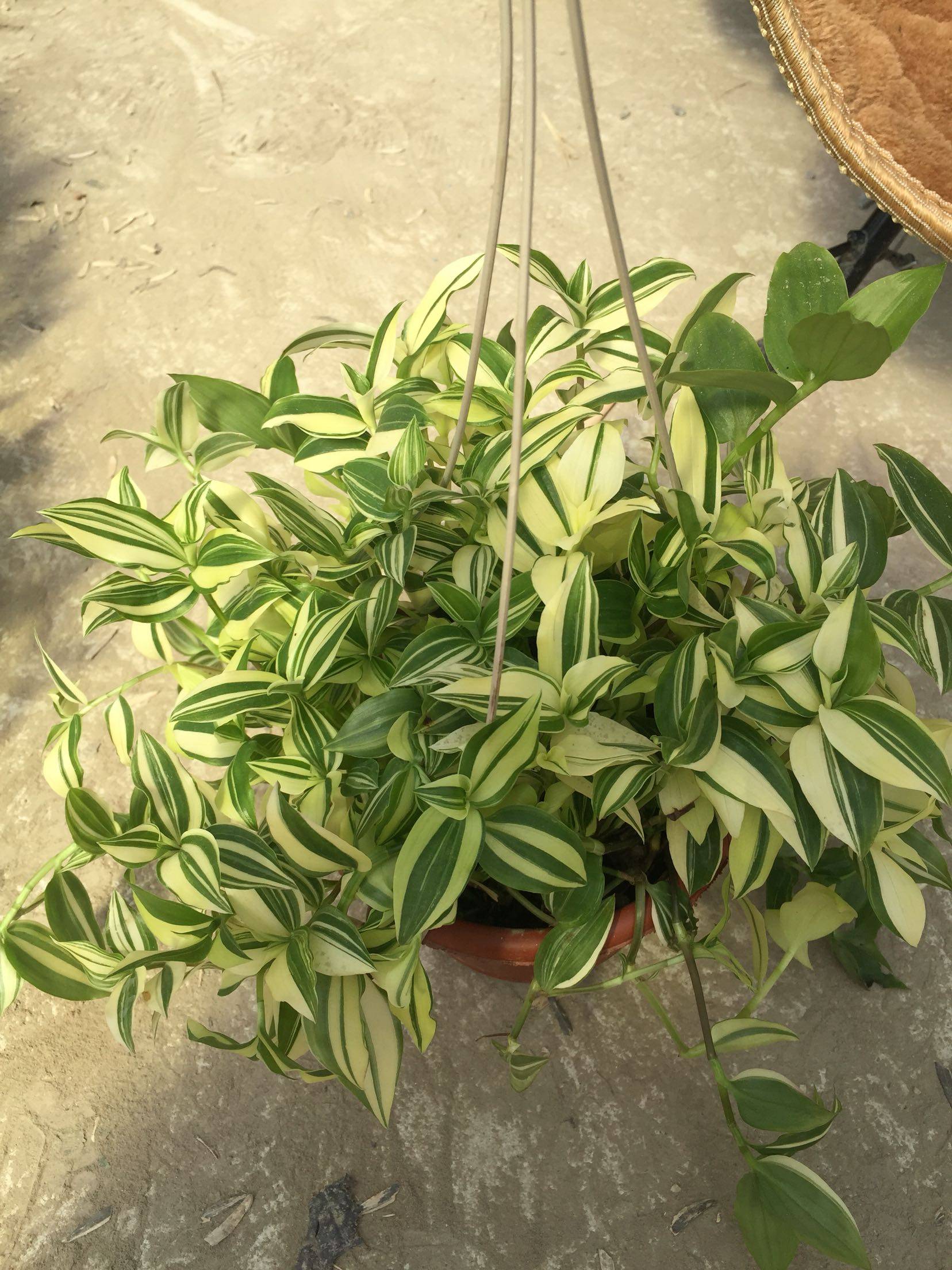 吊竹紫叶吊兰绿植盆栽花卉垂吊净化空气青叶梅水绿植