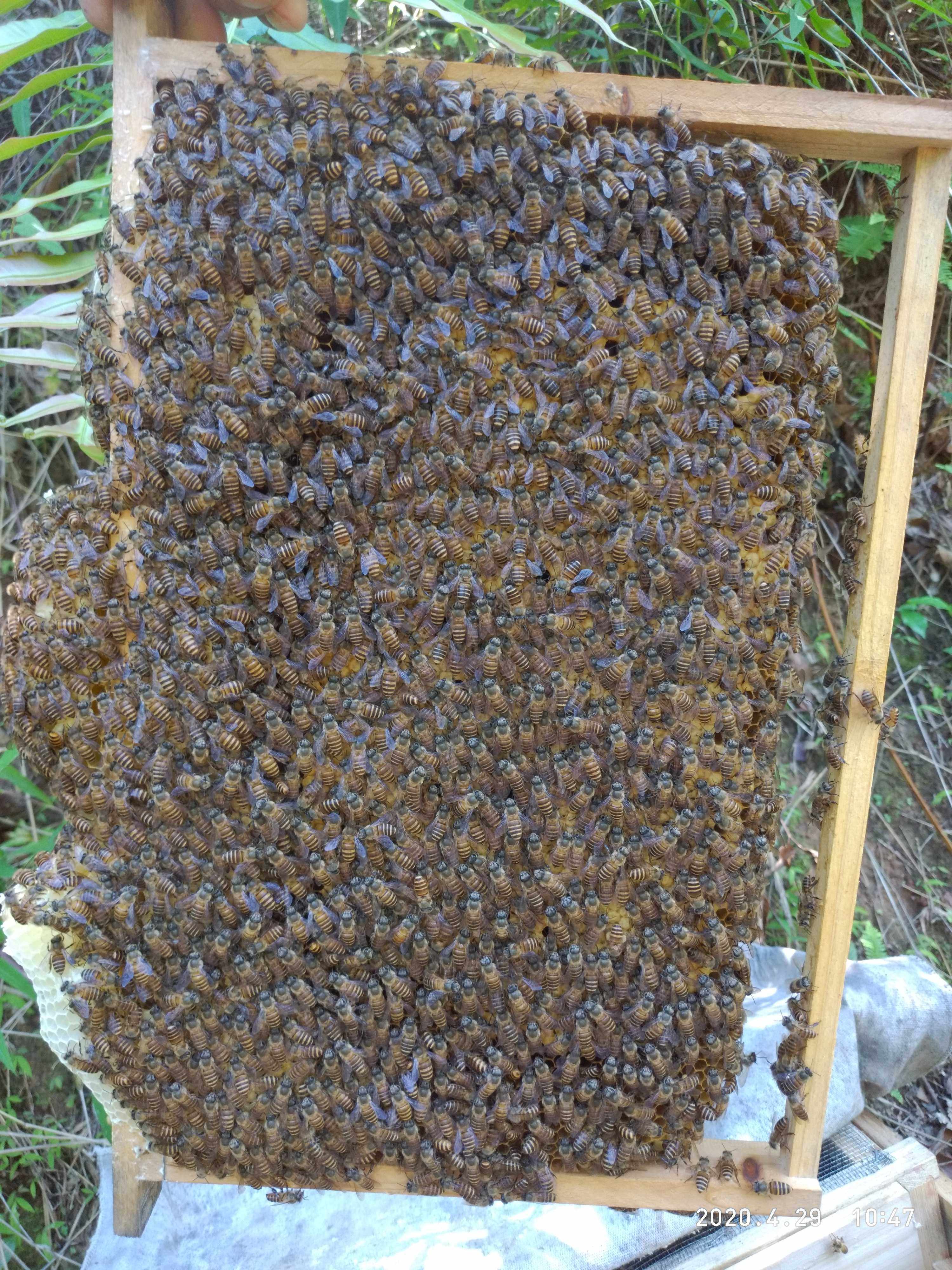 中华蜜蜂王土蜂王野蜂王仓蜂王耐热开产王种蜂王包活邮到家