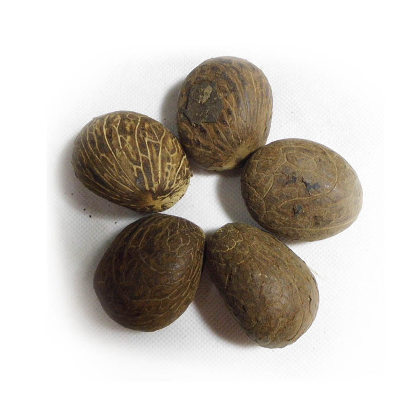 进口象牙果原果白果大中小果原料果通货论斤象牙果直批菩提子包邮