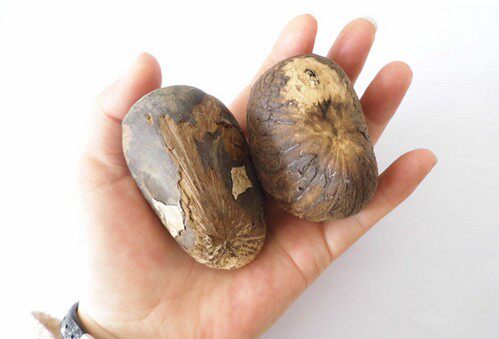 进口象牙果原果白果大中小果原料果通货论斤象牙果直批菩提子包邮