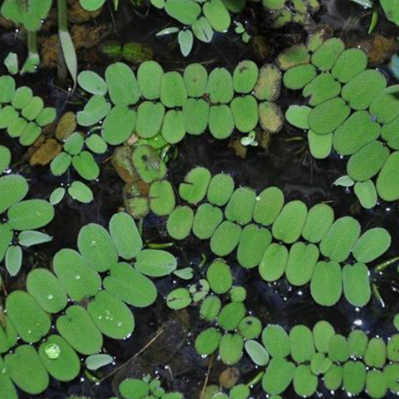 鱼缸浮性水草淡水生物净化水质水培植物造景水草