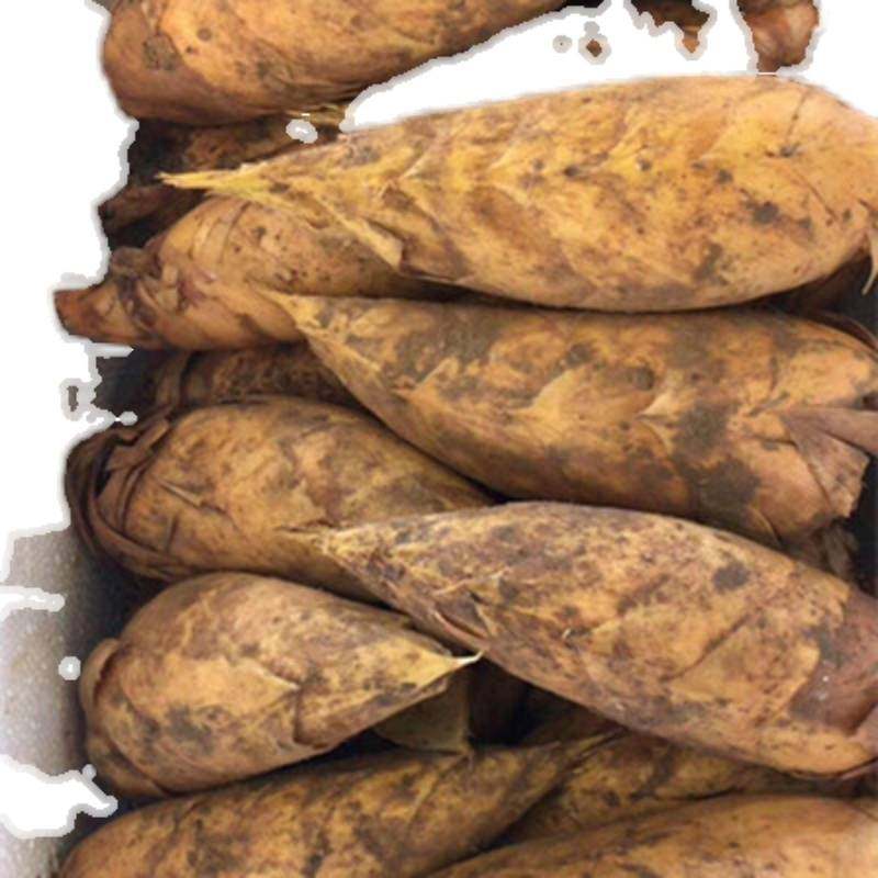 临安天目山现挖现发黄泥冬笋新鲜2021货野生雷笋子去根楠竹笋