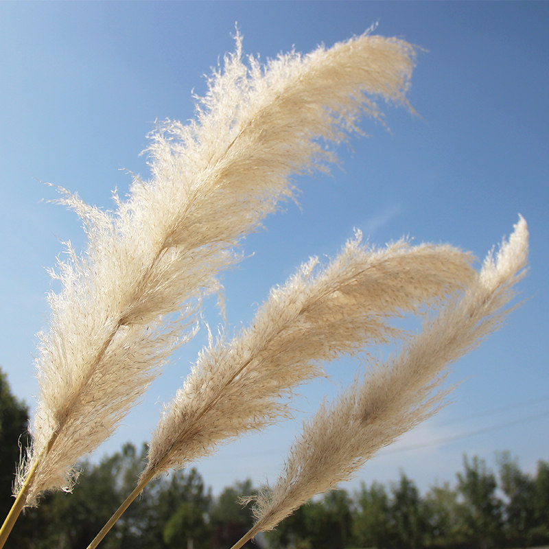 芦苇天然干花花束落地橱窗拂尘桌面摆花民宿干花