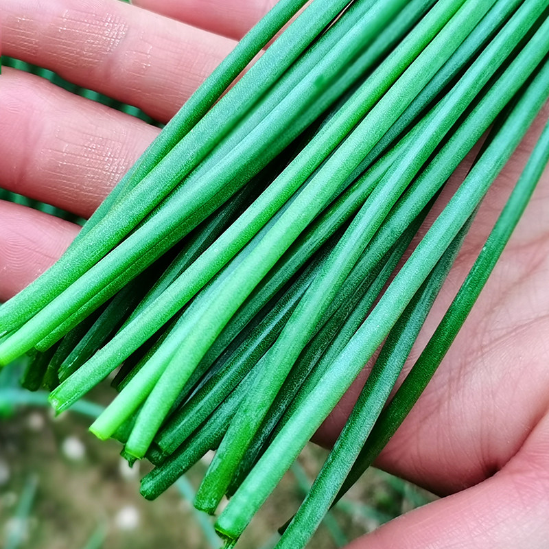 甘肃省特产民勤沙漠沙葱新鲜野菜香香香葱小葱葱类