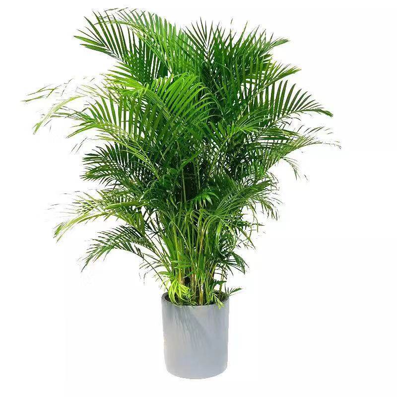 卉春散尾凤尾开业乔迁庆典植物盆栽绿植花卉大型绿植