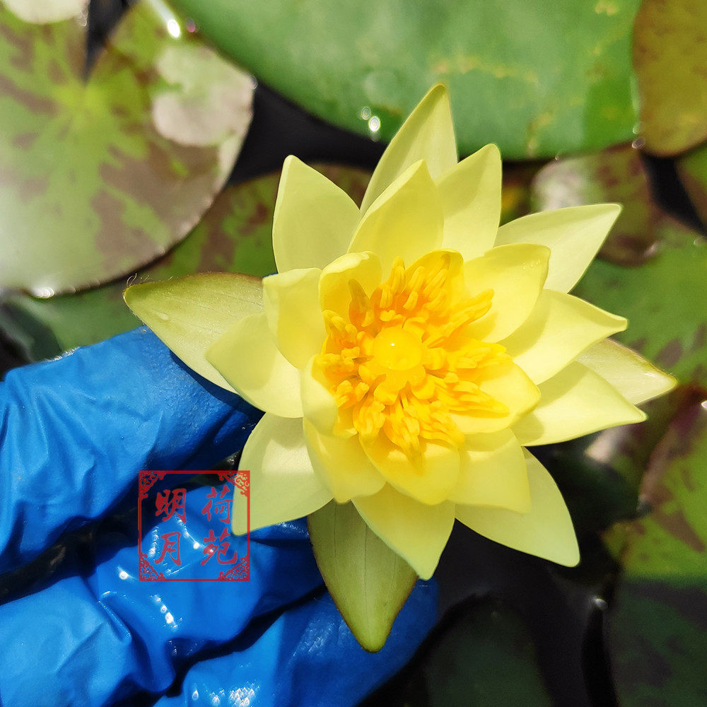 睡莲海尔芙拉迷你花种微型根块袖珍小型水生时令草本花卉