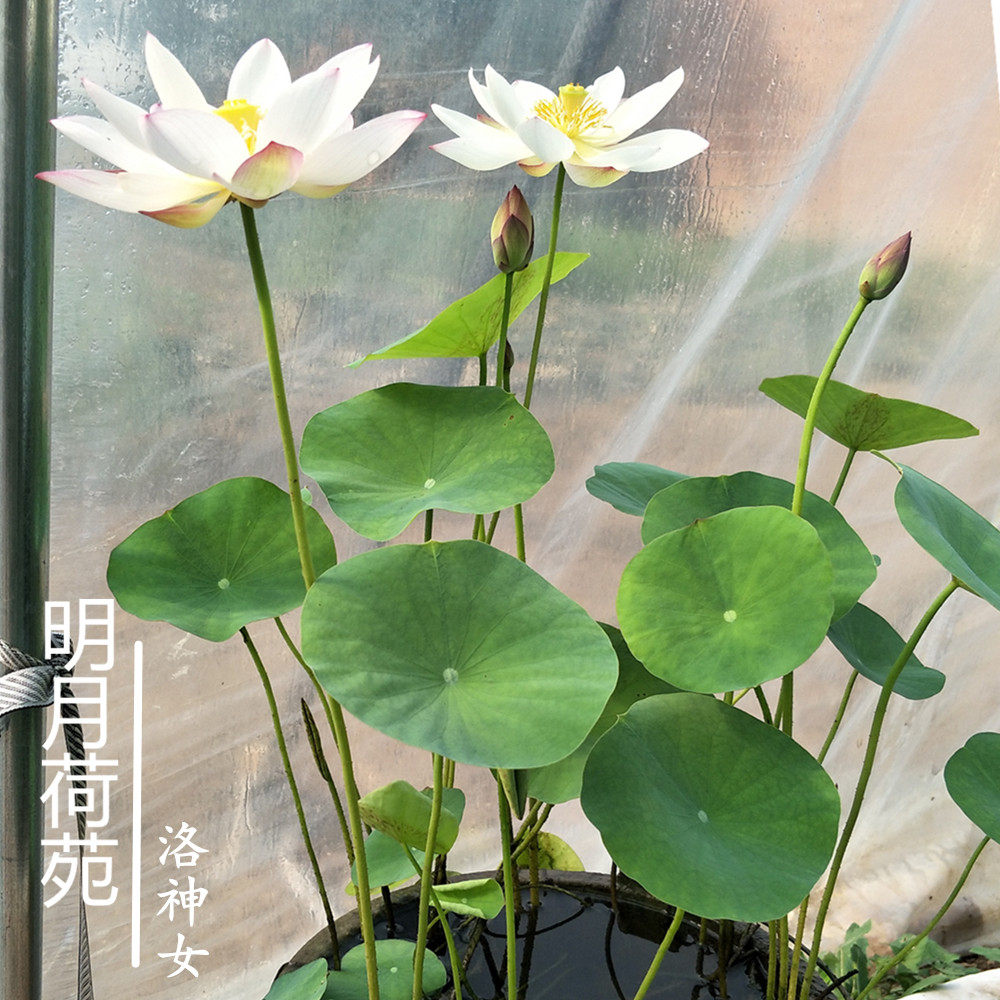 洛神神女种藕小型碗莲盆栽荷花阳台水生花卉花卉