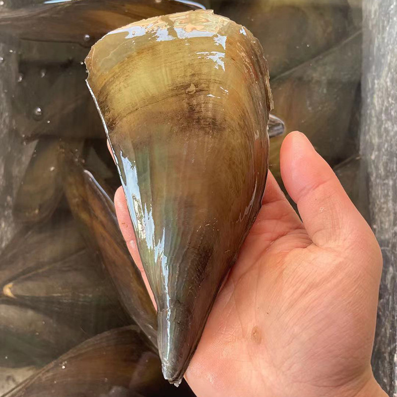 带子新鲜野生鲜活绿贝蒜蓉粉丝烧烤瑶柱扇贝干贝