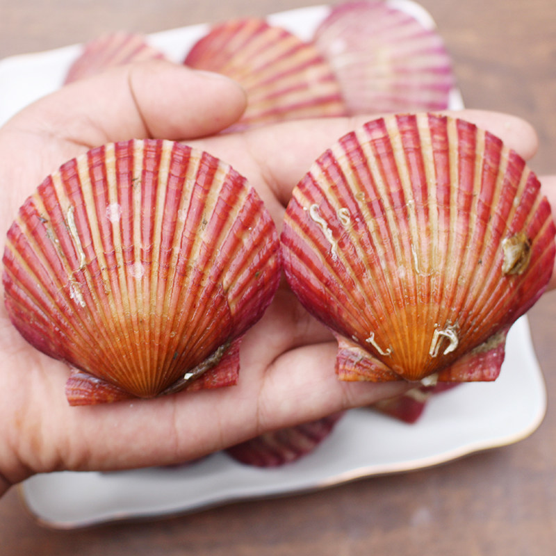 扇贝鲜活小红红贝大个粉丝港湾海鲜贝类带壳扇贝