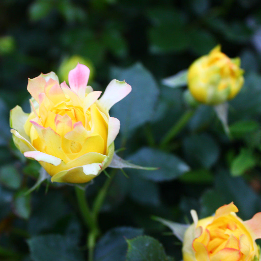 紫罗兰新品烟花波浪类似菊花月季月季花花苗盆栽时令草本花卉