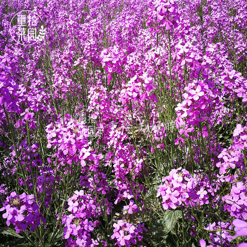 四季易活蓝香种子春天天花种籽野花组合花海家庭园艺种子