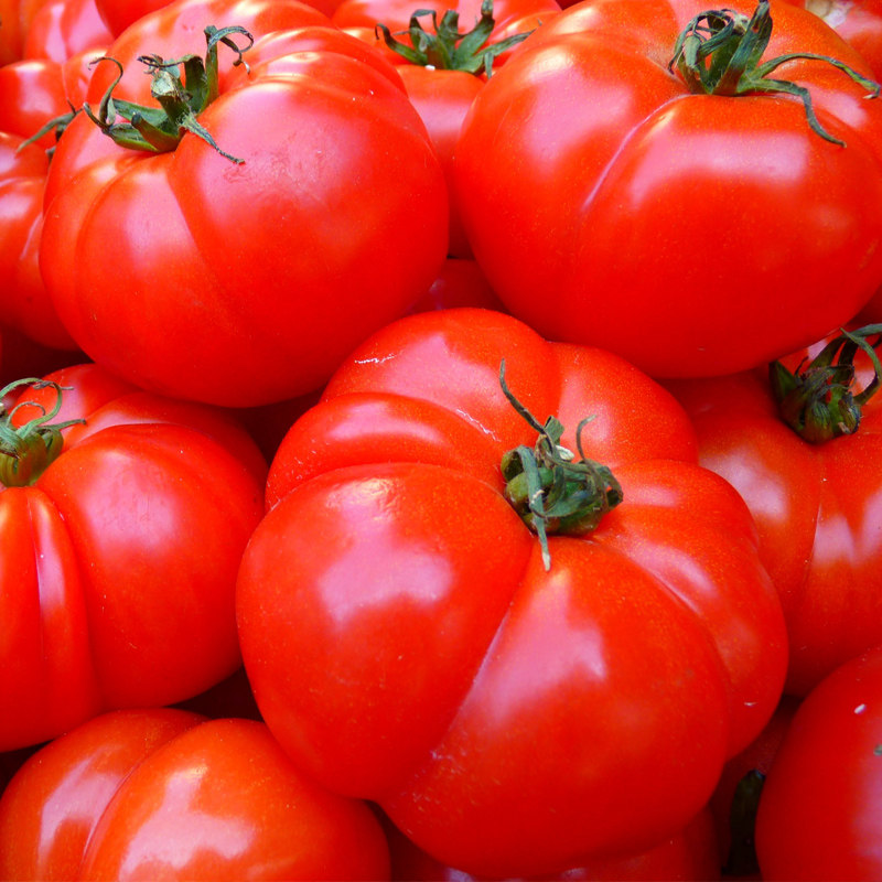 进口巨型牛排番茄种子特大牛心番茄四季蔬菜种子西红柿番茄苗