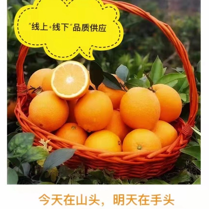 西橙小铺信丰安西赣南脐橙特产新鲜水果精品橙