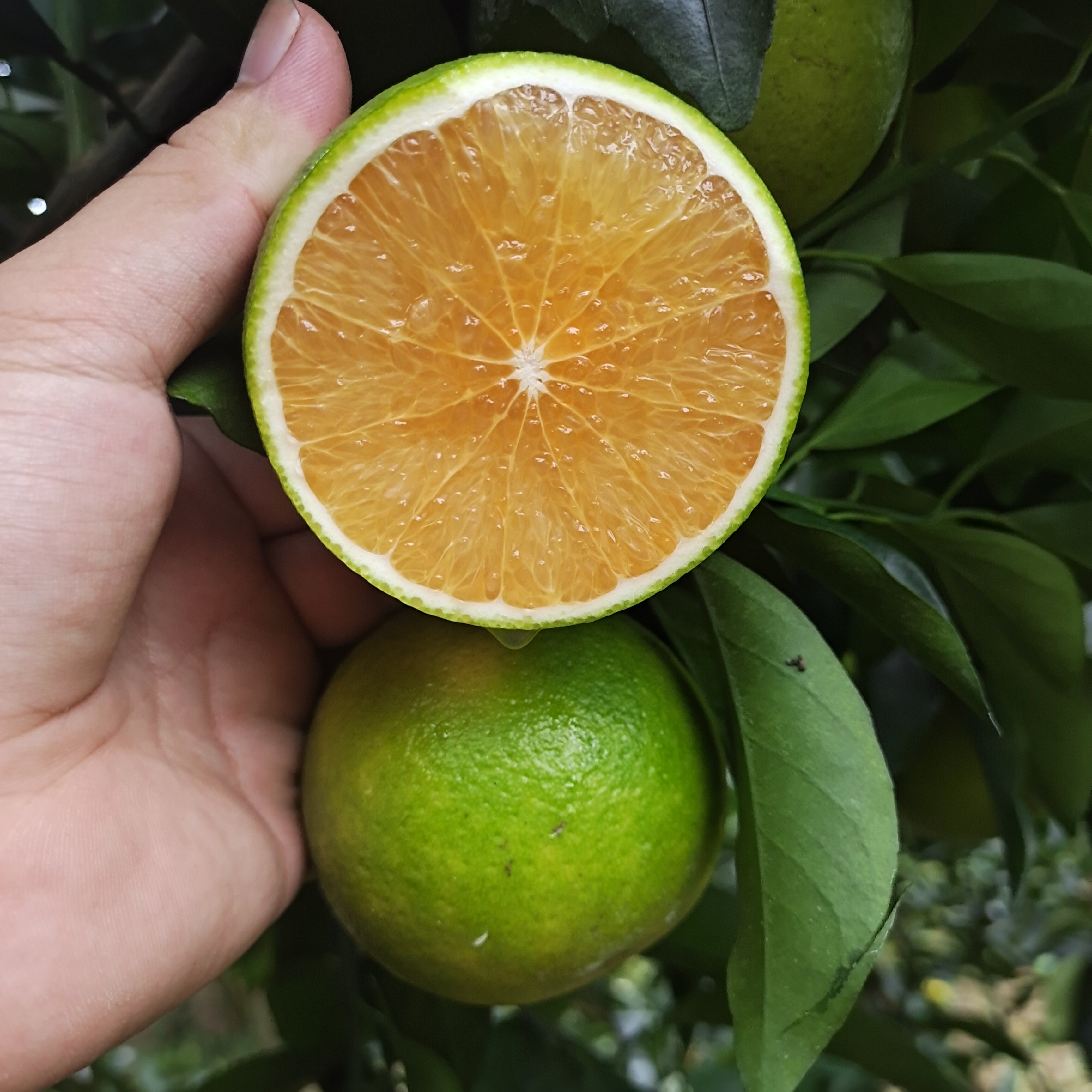 绿橙海南三亚特产新鲜现摘现发橙子皮薄多汁橙