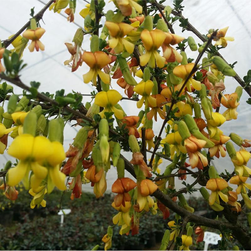 金雀盆栽花苗梅树树苗锦鸡金丝雀黄金雀花卉金雀花时令草本花卉