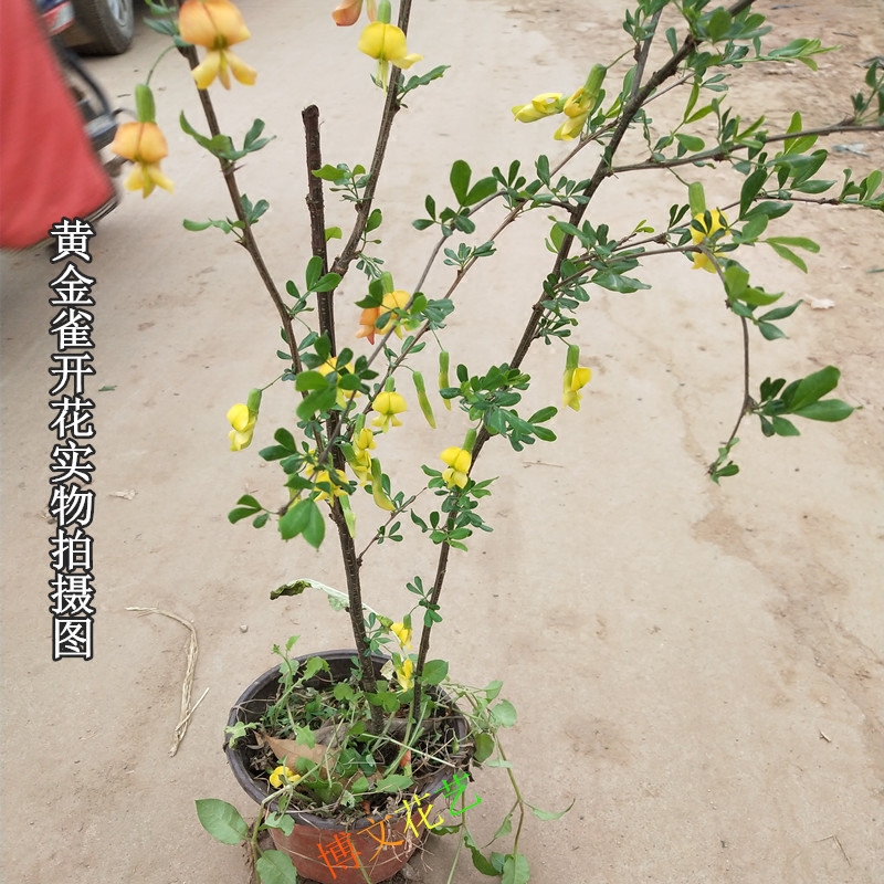 金雀盆栽花苗梅树树苗锦鸡金丝雀黄金雀花卉金雀花时令草本花卉