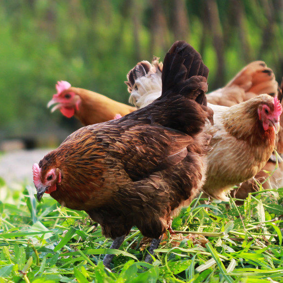 土鸡包活走地子鸡月子孕妇到家活鸡活苗蛋鸡整鸡