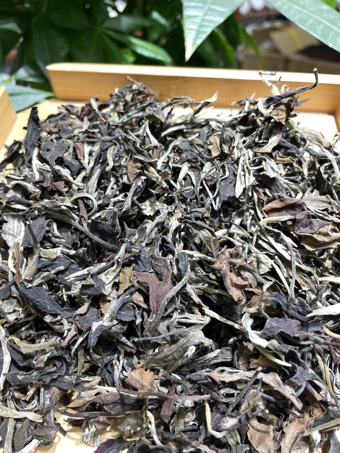 古树白茶2021年凤凰香甜可口云南1000克装特价包邮普洱