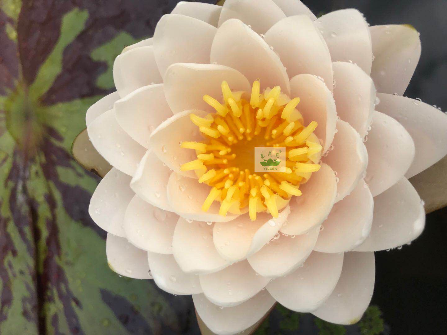 南京版易根块乌汶艺莲苑睡莲耐寒中大型花卉水生时令草本花卉