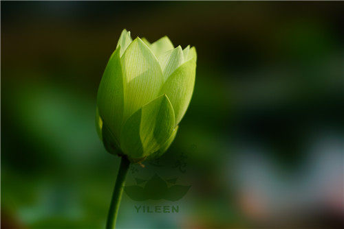 水生花卉南京艺莲苑中型荷花绿之恋种藕绿色少瓣时令草本花卉