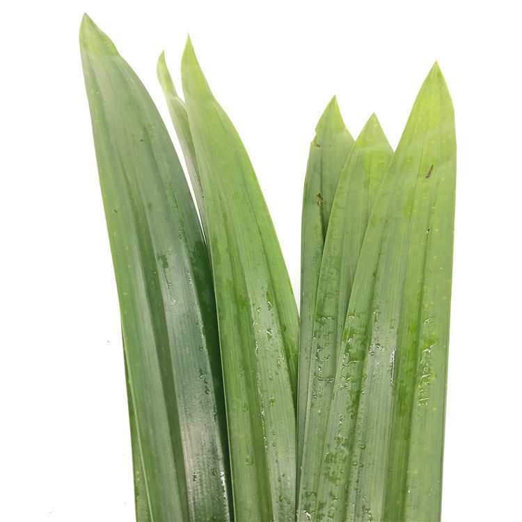 香兰叶 新鲜班兰叶 斑斓叶 兰叶蛋糕甜品芒果糯米饭原料 250g