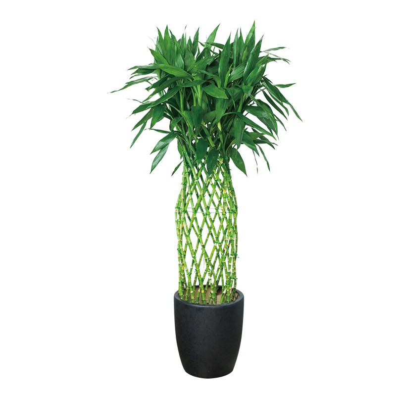 富贵富贵竹竹笼盆景植物室内客厅开业乔迁招财大型绿植